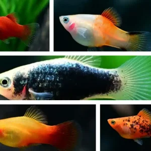 Echt Platy-Mix versch. Farben (Xiphophorus maculatus): 5 Tiere